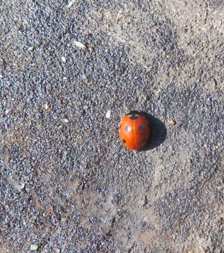  7 Spot Ladybird 